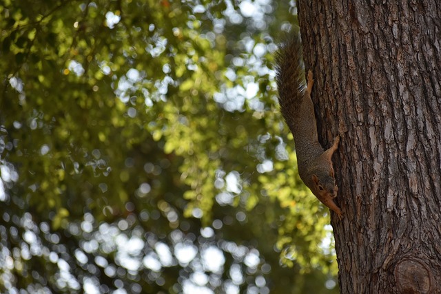 沃尔夫斯堡3-1柏林联合，马耶尔建功，阿穆拉破门